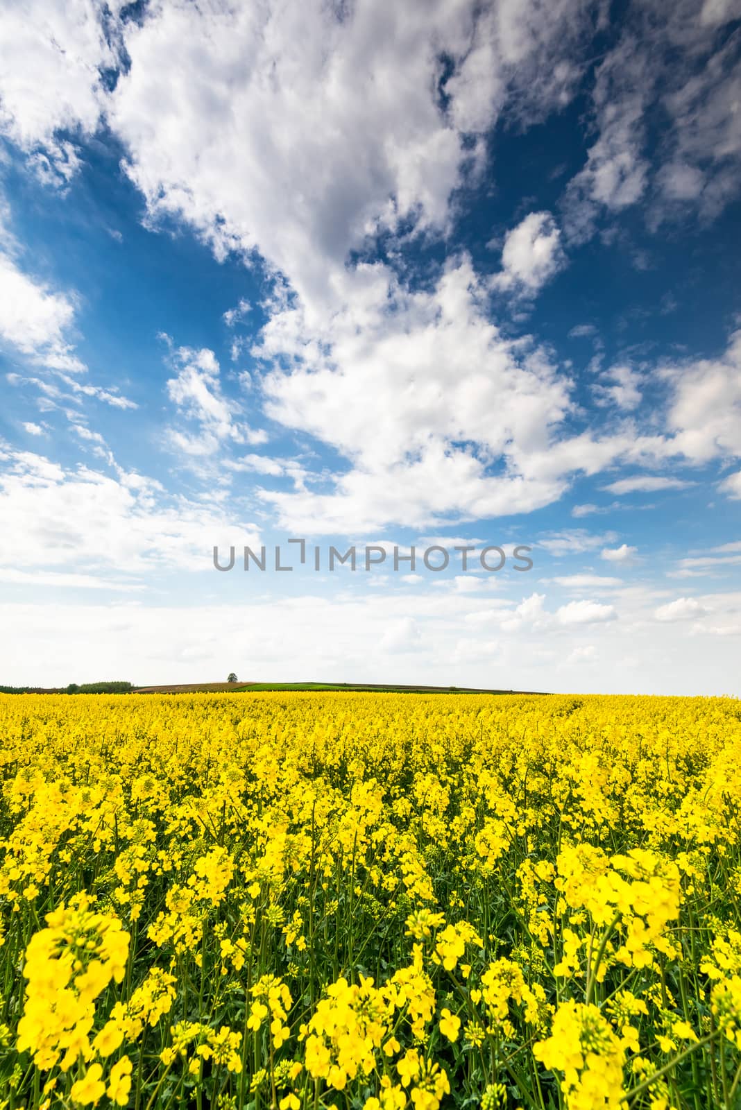 Rape Fields and Blue Sky with Clouds. Rapeseed Plantation Blooming.