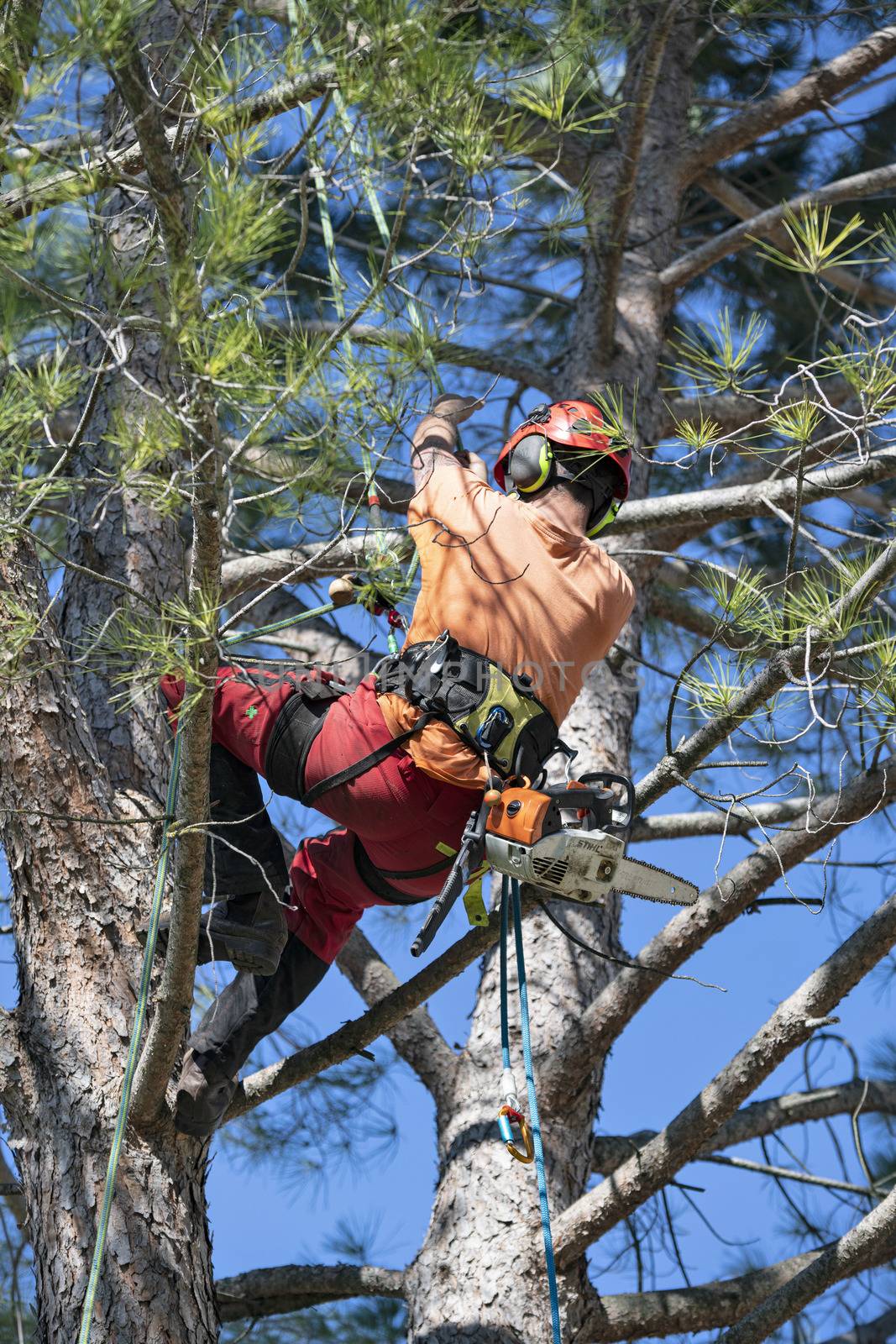 Lumberjack with chainsaw and harness pruning a tree
