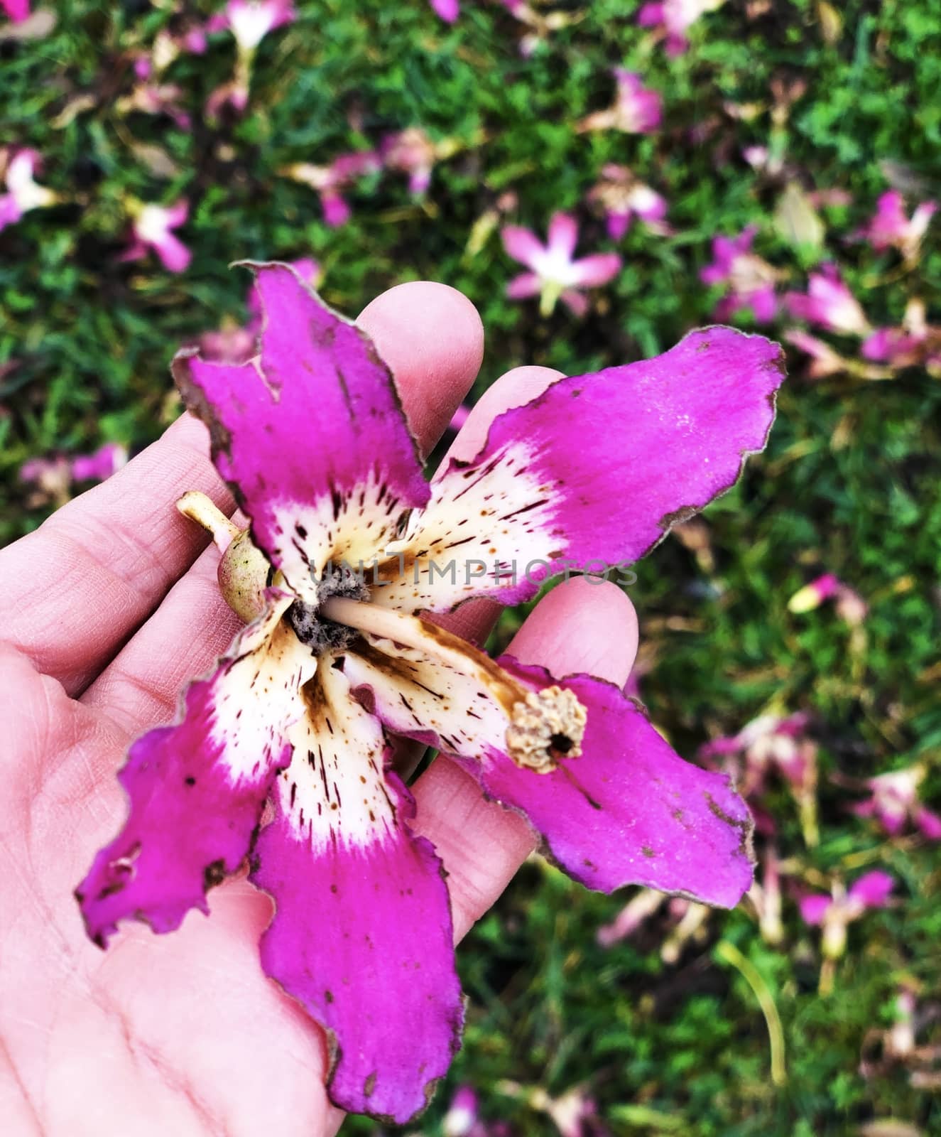 Female holding a fallen tree flower in hand on a blurred background with flowers