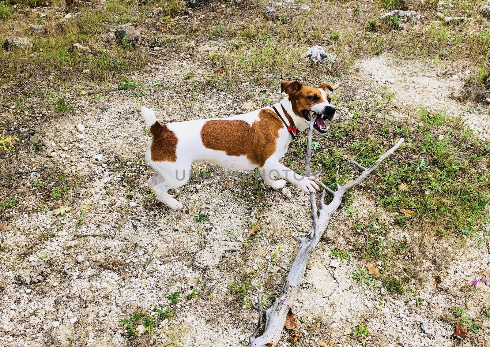 Jack russell terrier playing with a stick of wood out in the wild