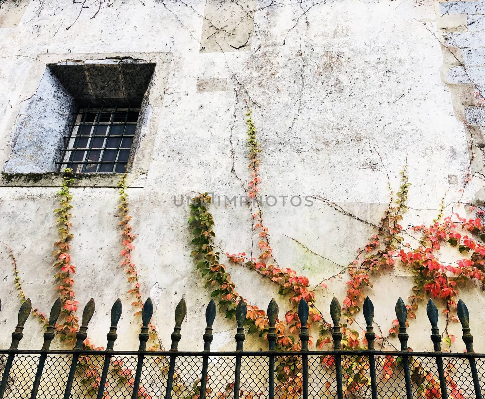 Old residence side window with plants shot taken in Portugal