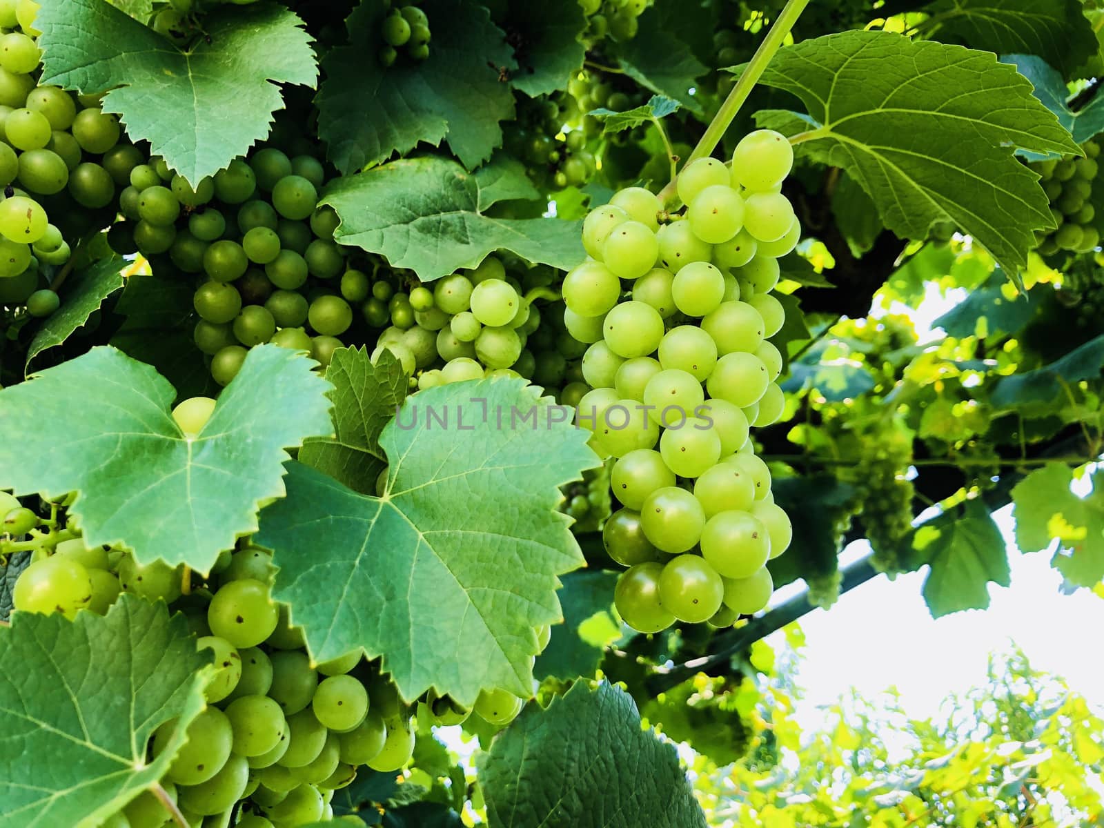 Closeup shot of a green fruit grapes in a bright sunny day in the summer