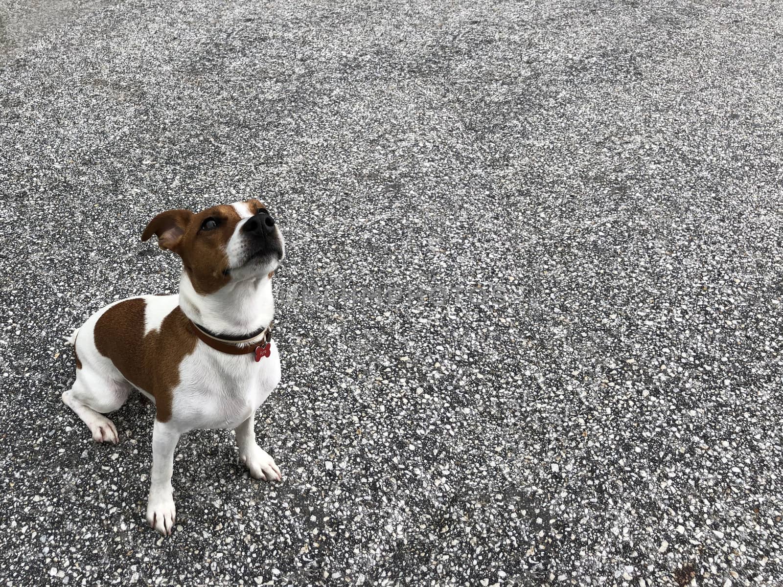 Jack russell terrier sitting being good listening to the owner human