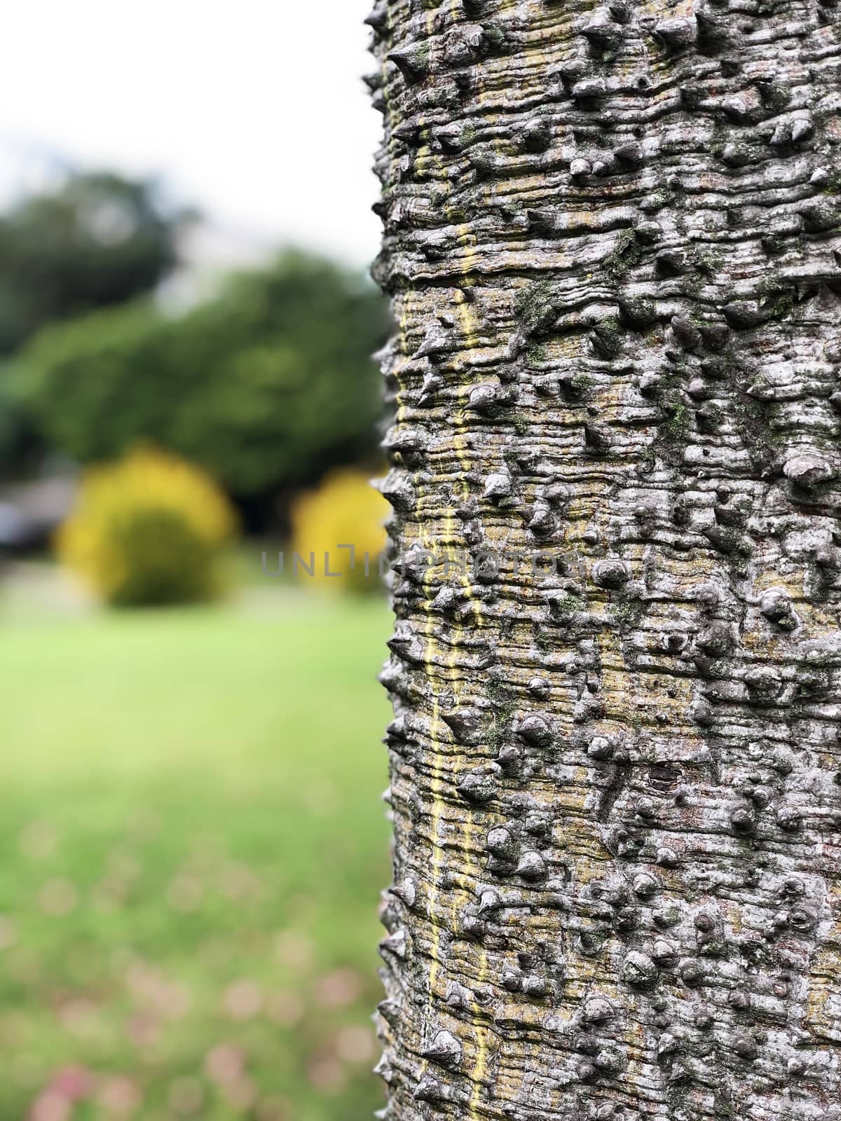 Tree bark texture closeup shot on a blurred background in bright shiny day in the spring