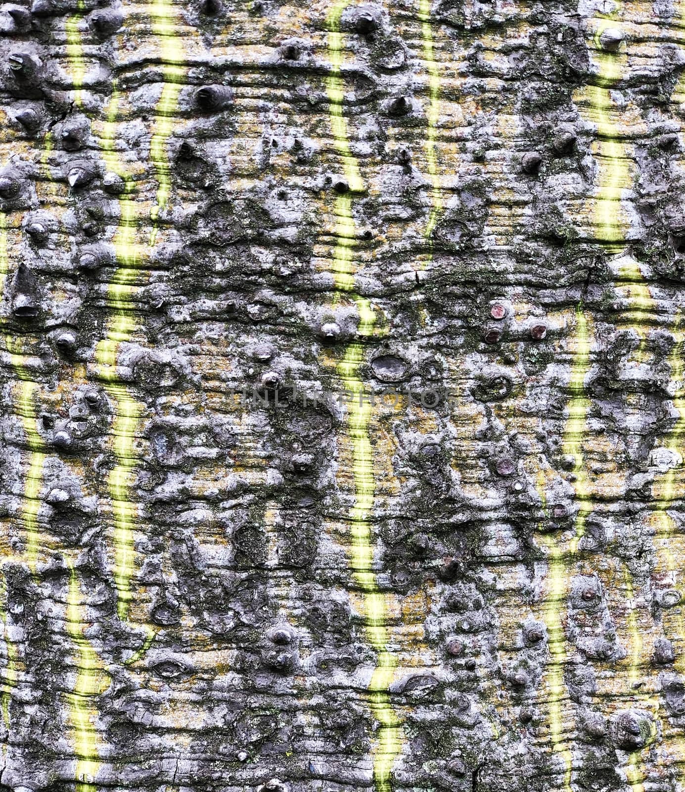 Tree bark texture closeup shot in a sunny day by F1b0nacci