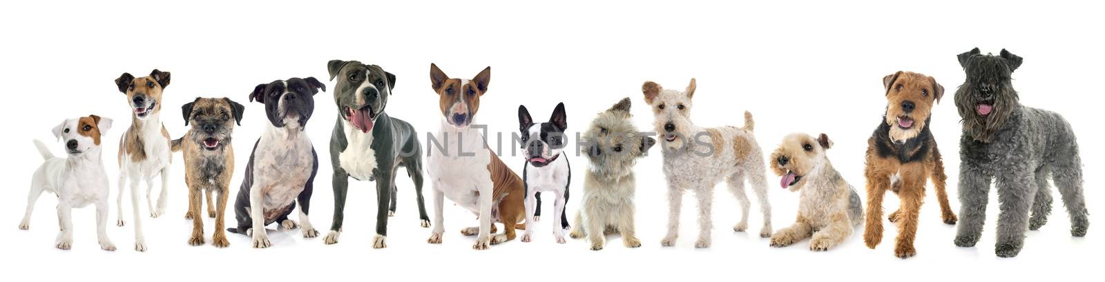 group of terrier by cynoclub