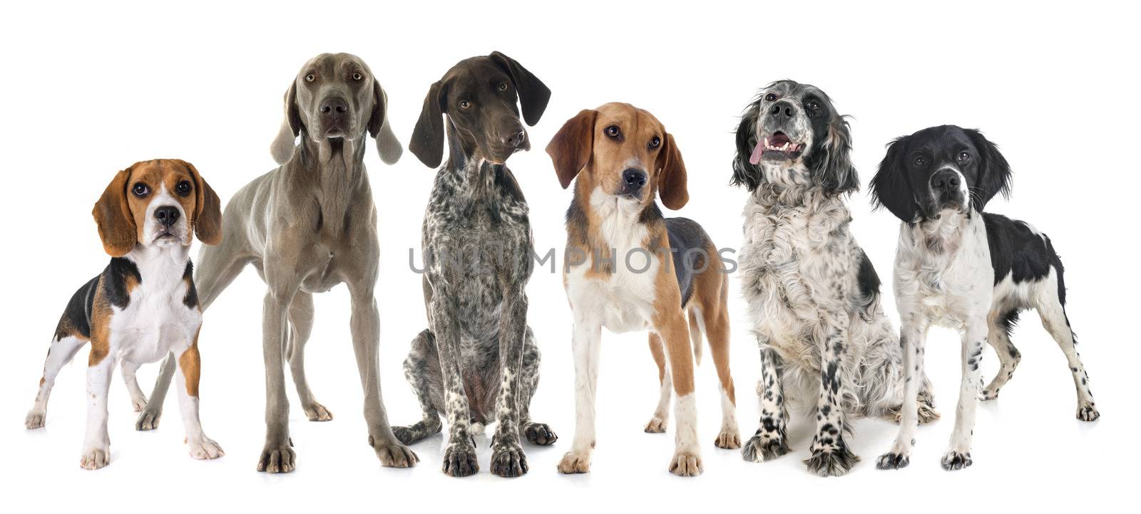 hunting dogs in front of white background