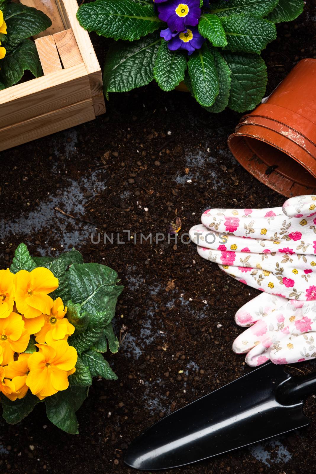 Gardening Hobby and Leisure at Spring Season. Planting Pots and Blooming Flowers. Gardening Tools. Senior Activity Concept.
