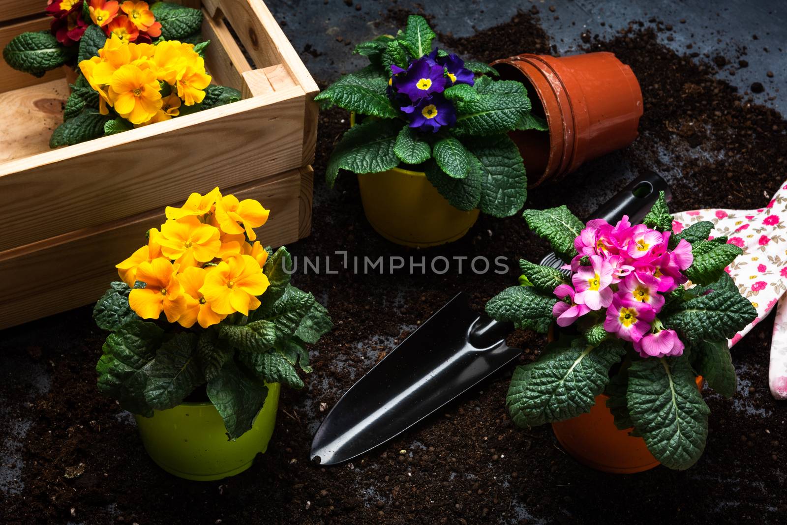 Colorful Blooming Primrose or Primula and Gardening Tools. Early Spring Activity Concept Background. top Down View