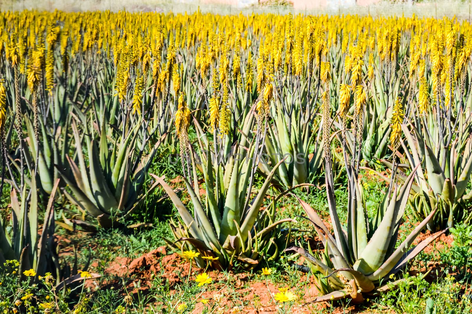 Aloe Vera field on the Mediterranean coast. Crete, Greece.