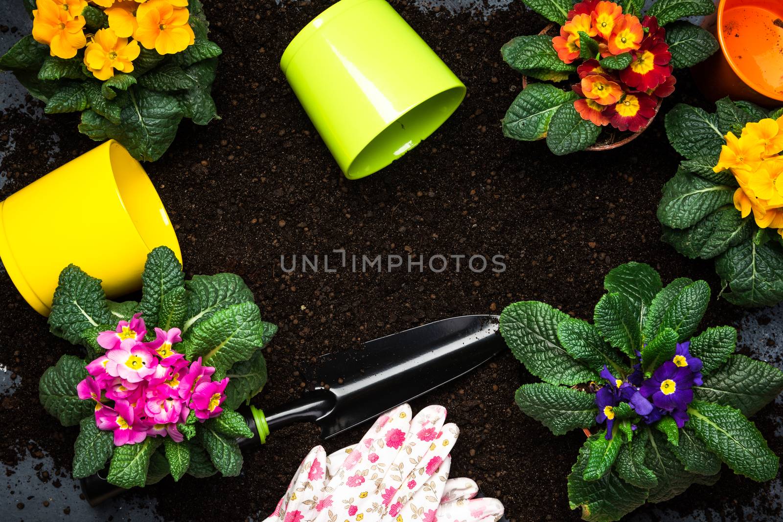 Gardening at Home Concept, Planting Blooming Primula or Primrose Spring Flowers. Copy Space Background.