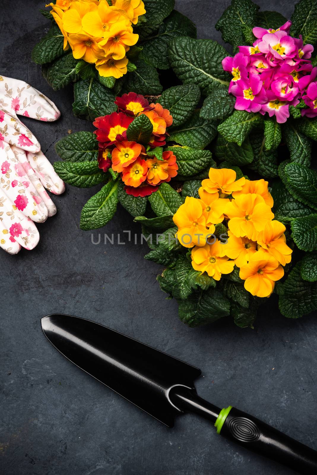 Colorful Blooming Primrose or Primula and Gardening Tools. Early Spring Activity Concept Background. top Down View