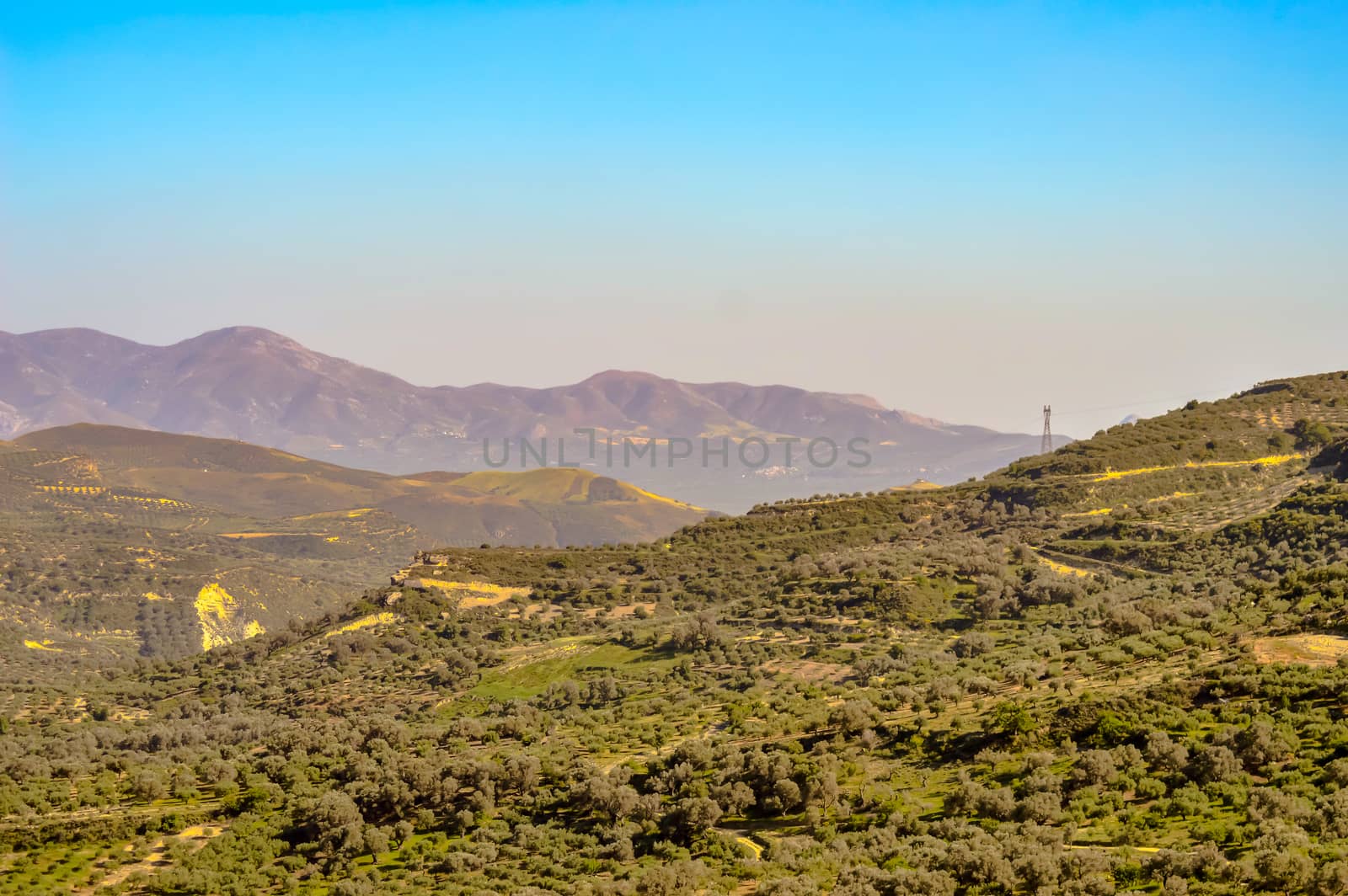 Plantation of olive trees in Crete, the island of olive trees, as far as the eye can see, there are only olive trees