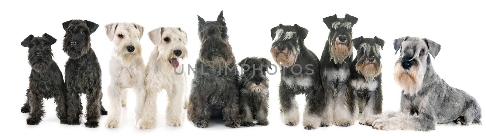 group of Schnauzers in front of white background