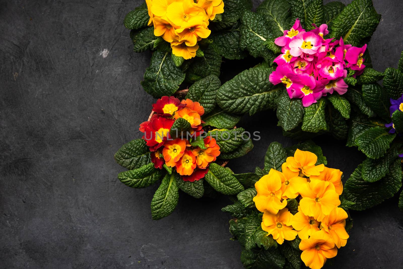 Primula Vulgaris or Primrose Blooming at Early Spring, Border Background, Top View.