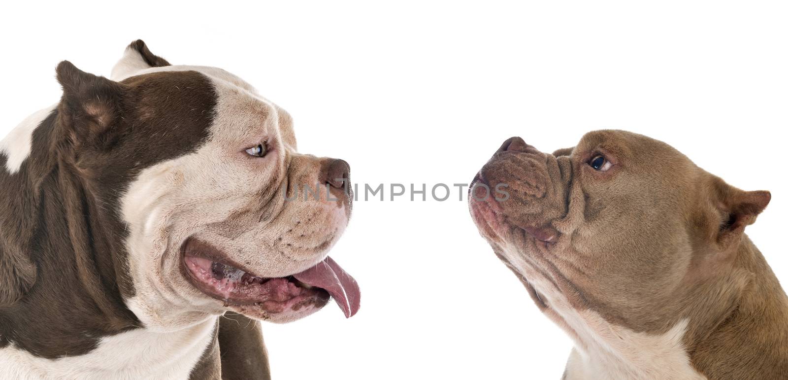 american bullies in front of white background