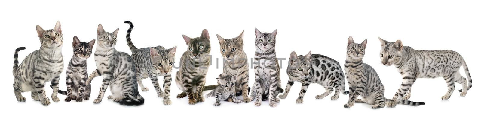 portrait of a purebred  bengals cat on a white background