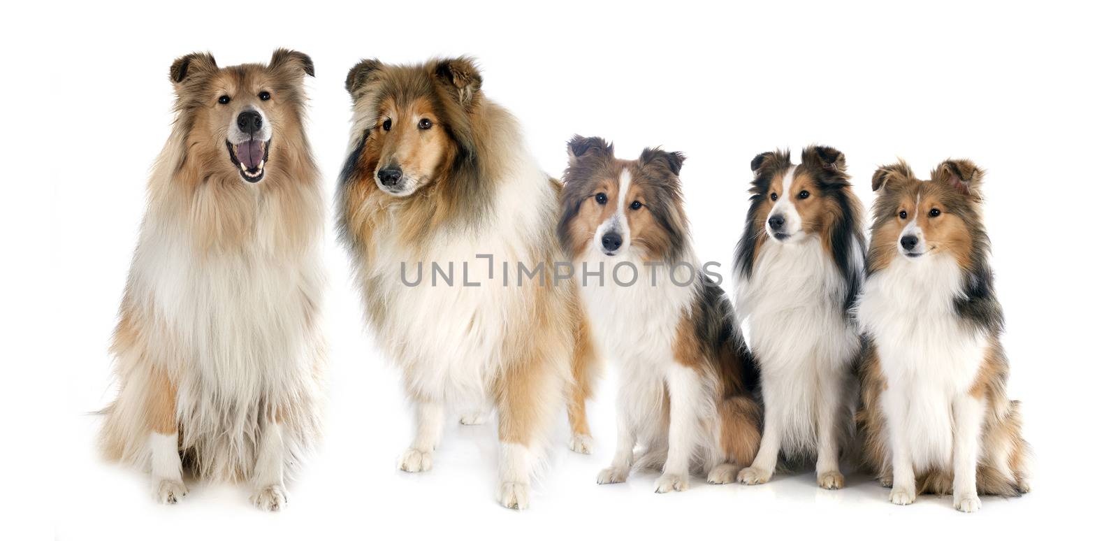 Rough Collies and shetland sheepdogs in front of white background