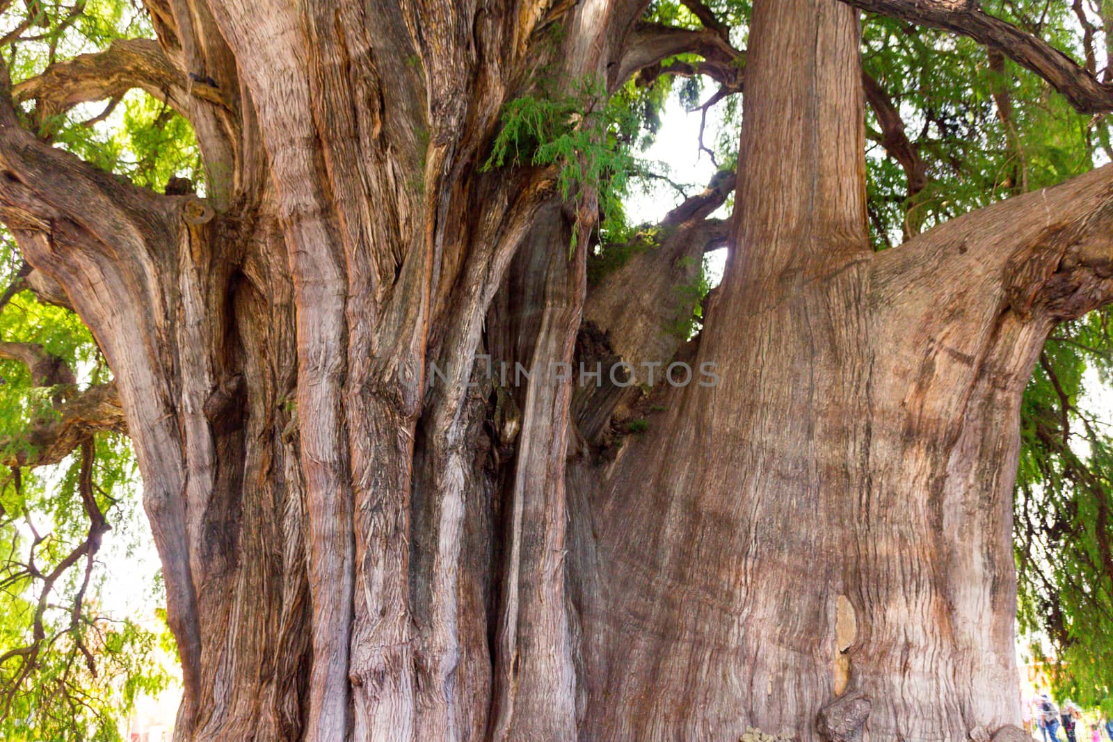 Oaxaca, Oaxaca / Mexico - 21/7/2018: Famous tree of Tule in Oaxaca Mexico