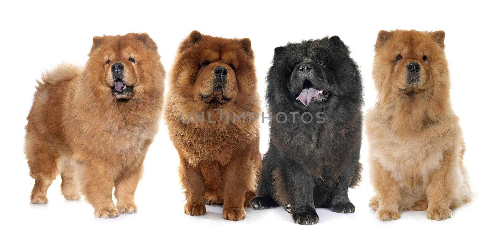 brown chow dogs in front of white background