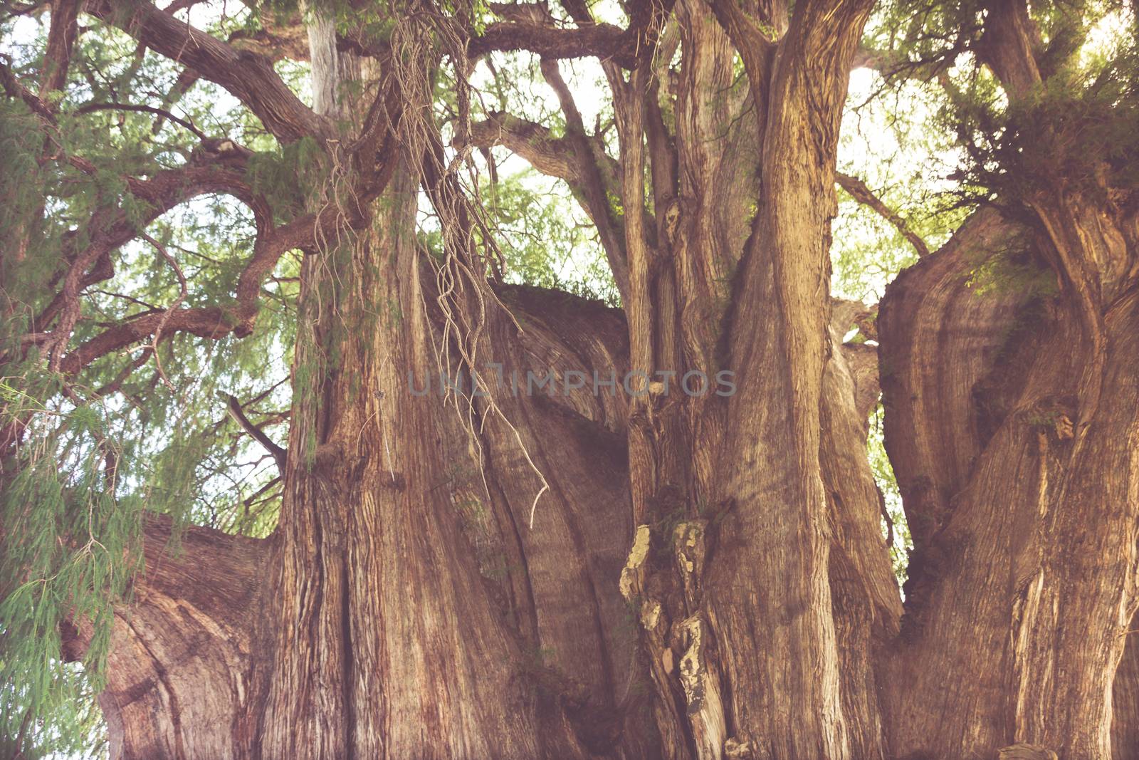 Oaxaca, Oaxaca / Mexico - 21/7/2018: Famous tree of Tule in Oaxaca Mexico