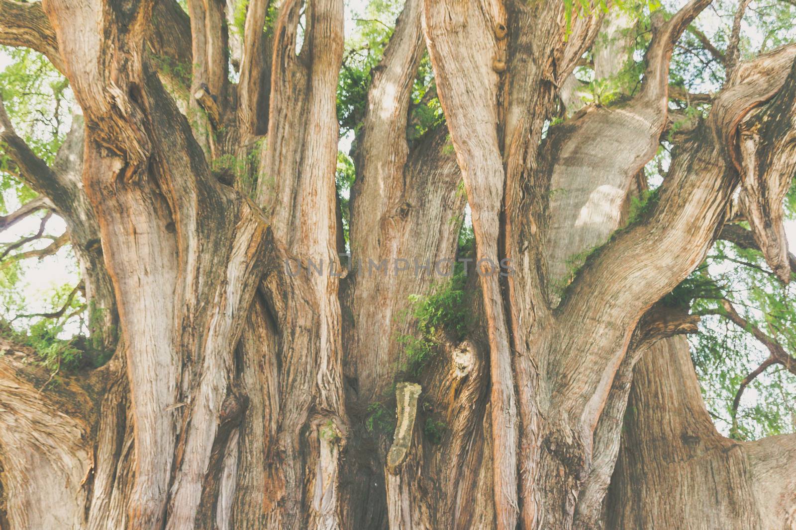 Oaxaca, Oaxaca / Mexico - 21/7/2018: Famous tree of Tule in Oaxaca Mexico