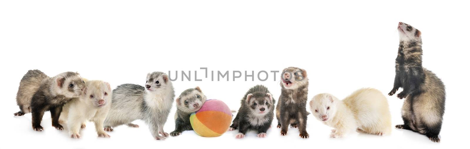 group of ferrets in front of white background