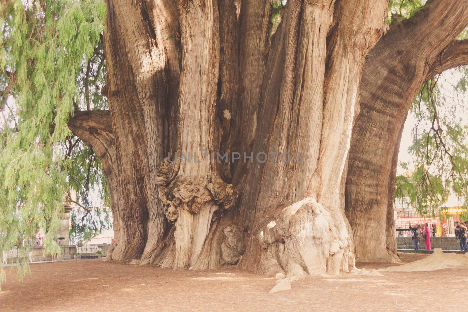 Oaxaca, Oaxaca / Mexico - 21/7/2018: Famous tree of Tule in Oaxaca Mexico