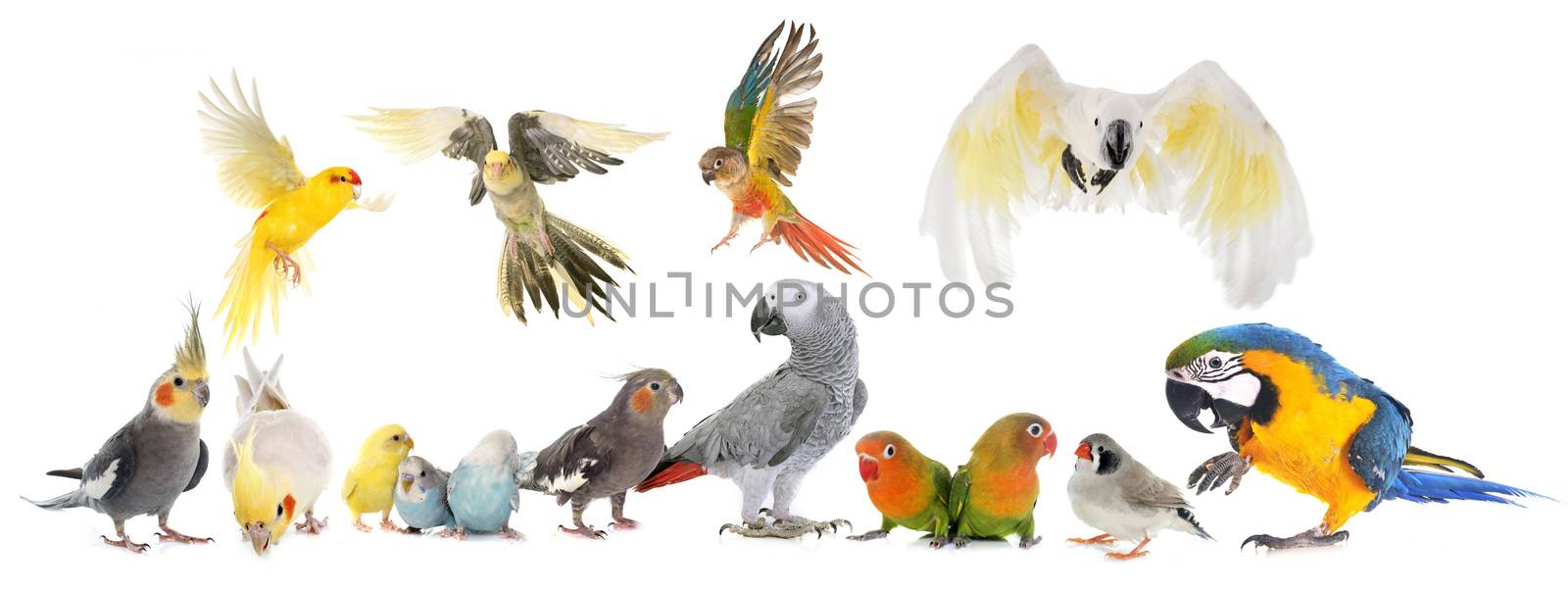 group of birds by cynoclub