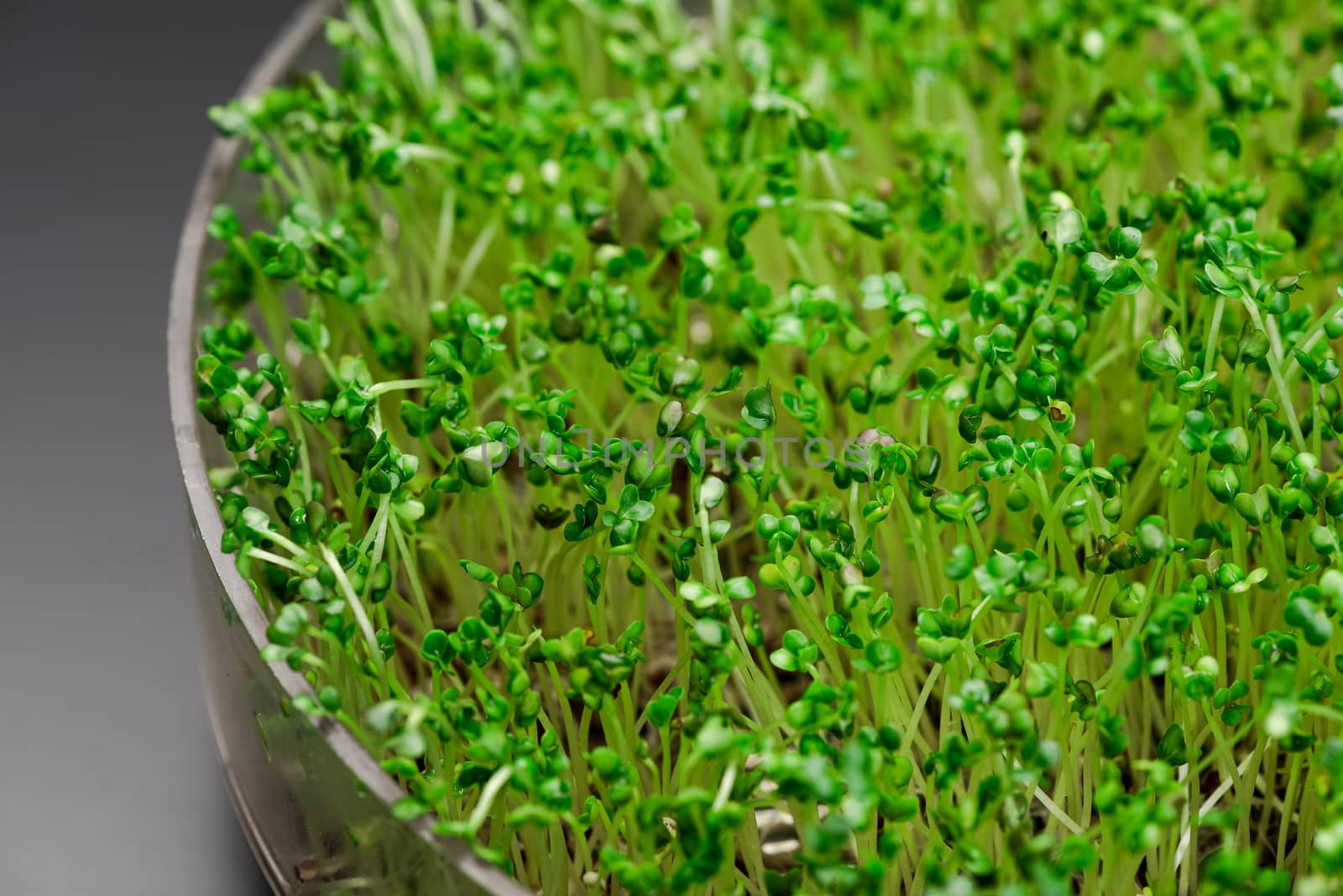 Bio Sprouts Grow in Cointainer at Home KItchen. Spring Fresh Healthy Food.