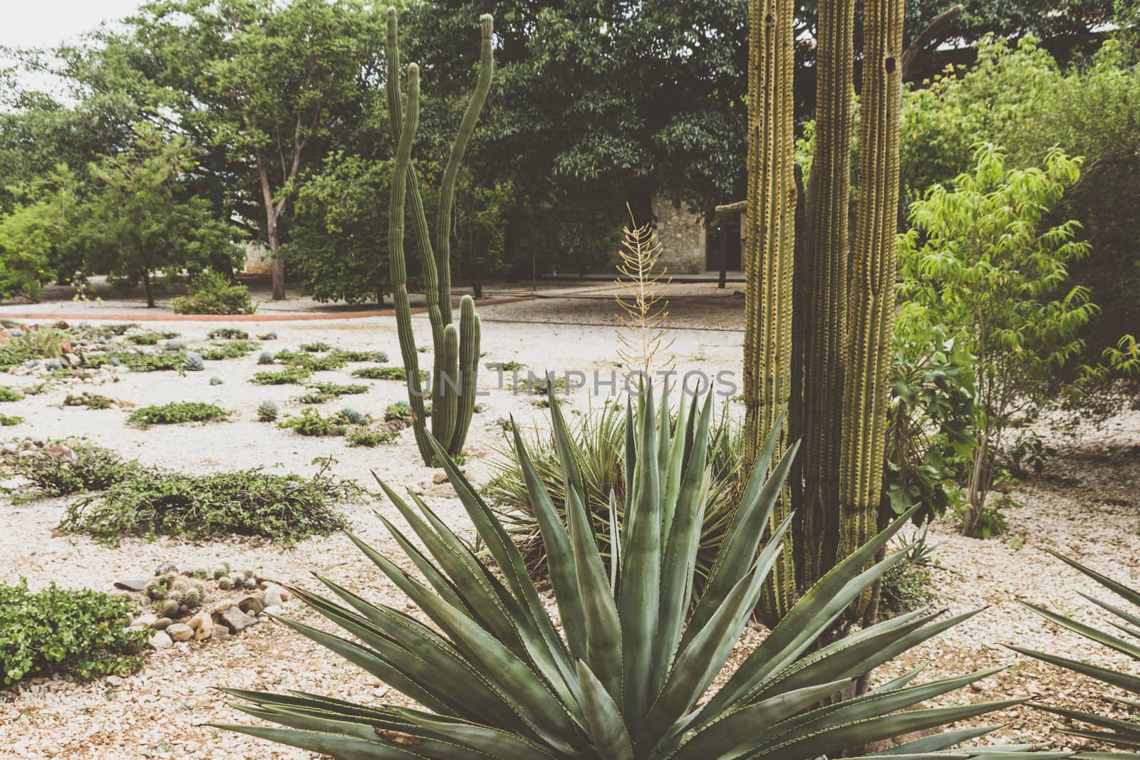 Oaxaca, Oaxaca / Mexico - 21/7/2018: Detail of the Ethnobotanic garden in Oaxaca Mexico