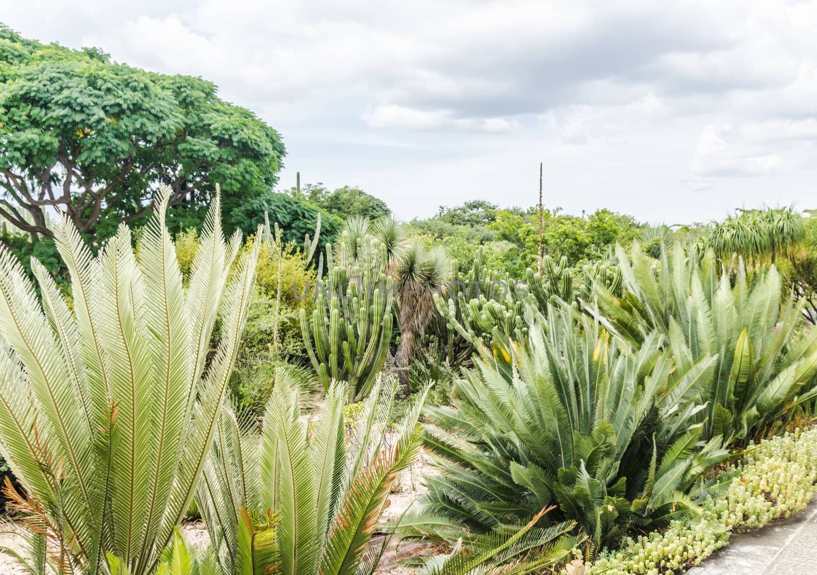 Oaxaca, Oaxaca / Mexico - 21/7/2018: Detail of the Ethnobotanic garden in Oaxaca Mexico