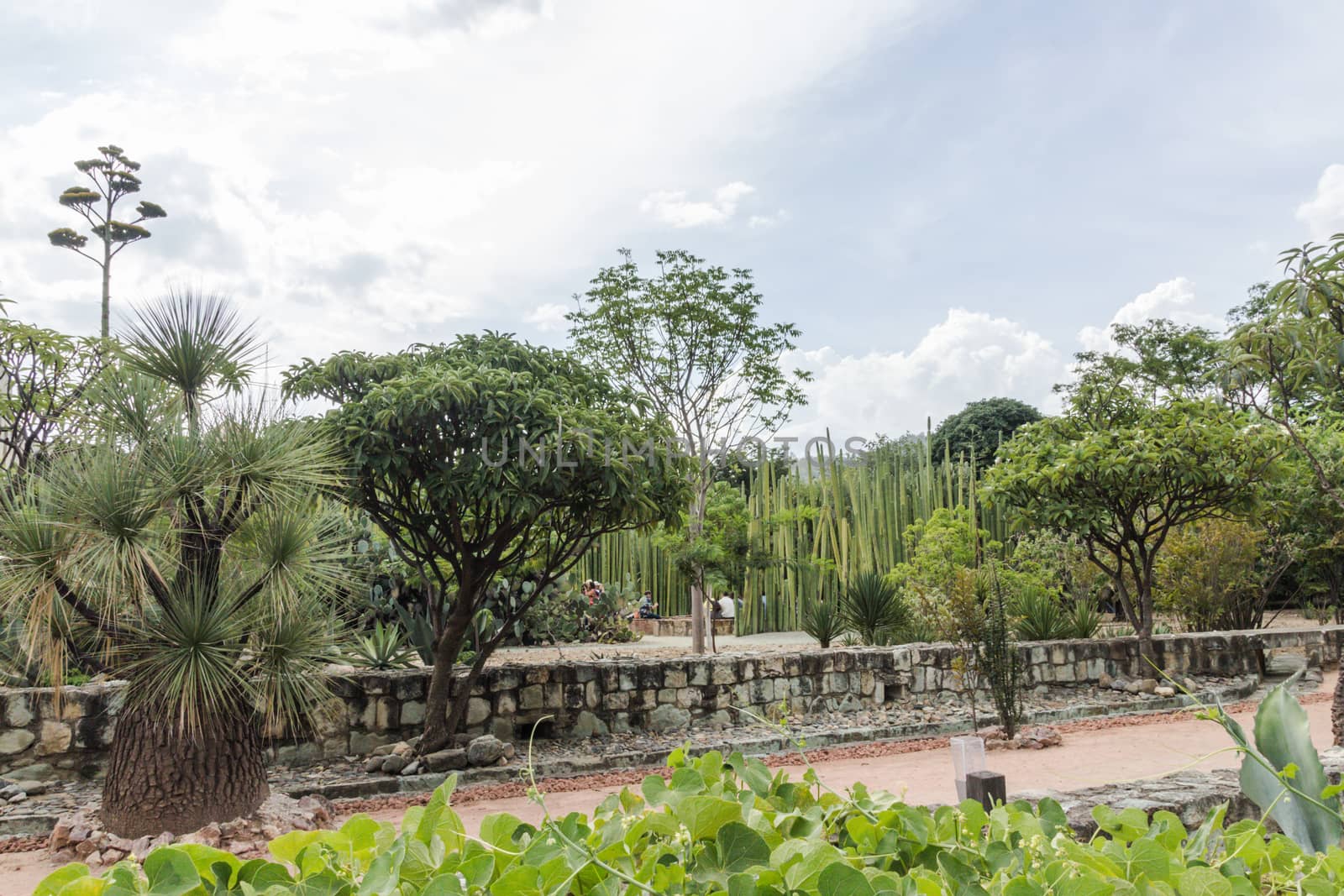 Oaxaca, Oaxaca / Mexico - 21/7/2018: Detail of the Ethnobotanic garden in Oaxaca Mexico