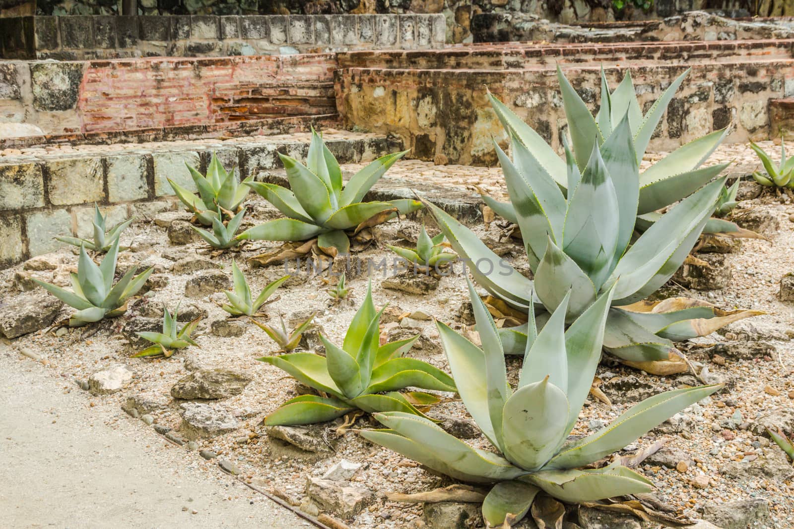 Oaxaca, Oaxaca / Mexico - 21/7/2018: Detail of the Ethnobotanic garden in Oaxaca Mexico