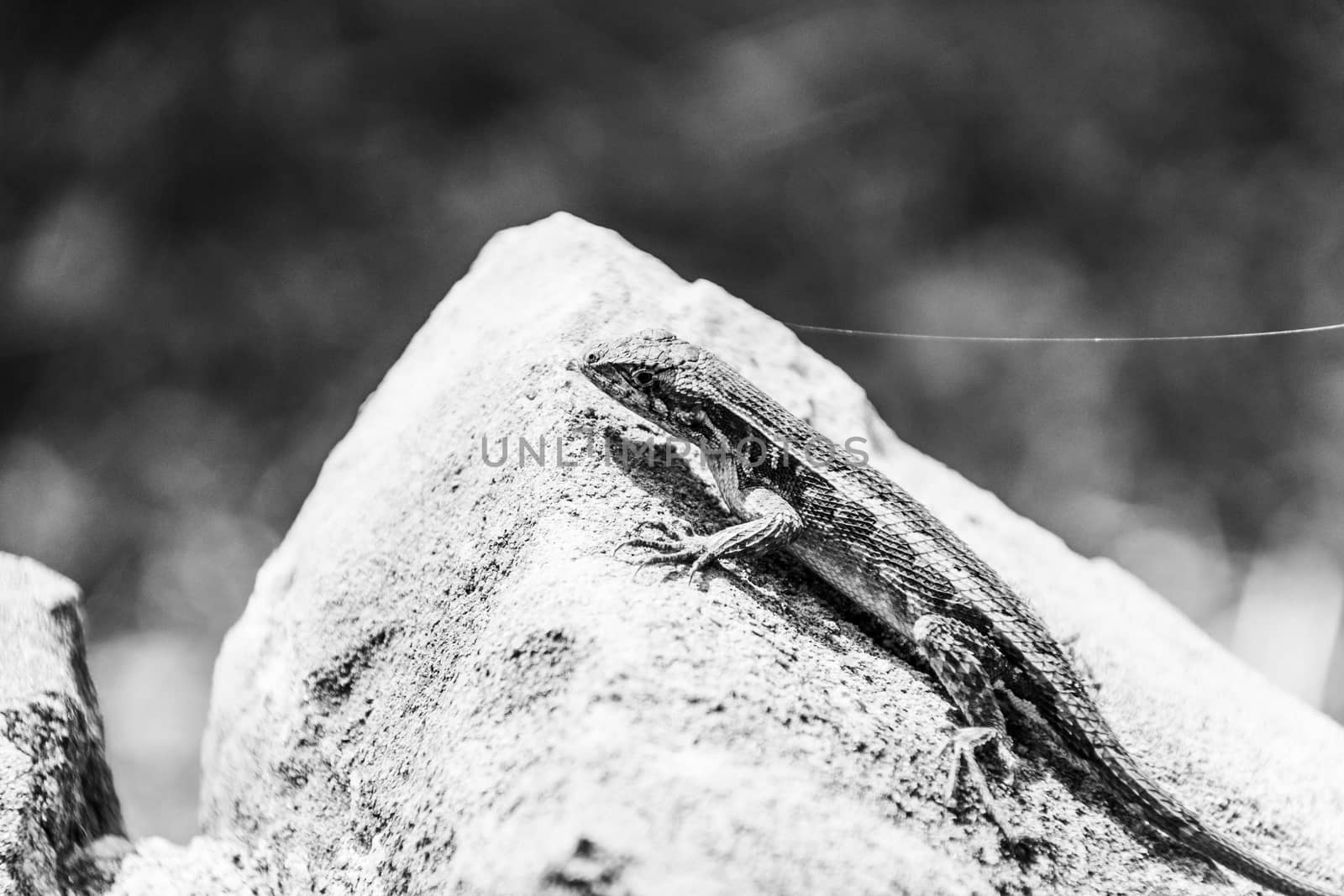 Photograph of a lizard on a rock outdoors