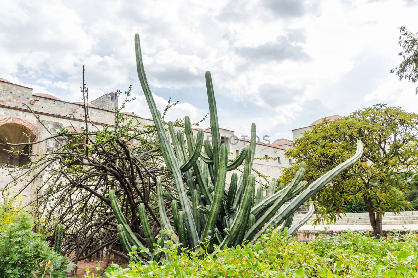 Oaxaca, Oaxaca / Mexico - 21/7/2018: Detail of the Ethnobotanic garden in Oaxaca Mexico