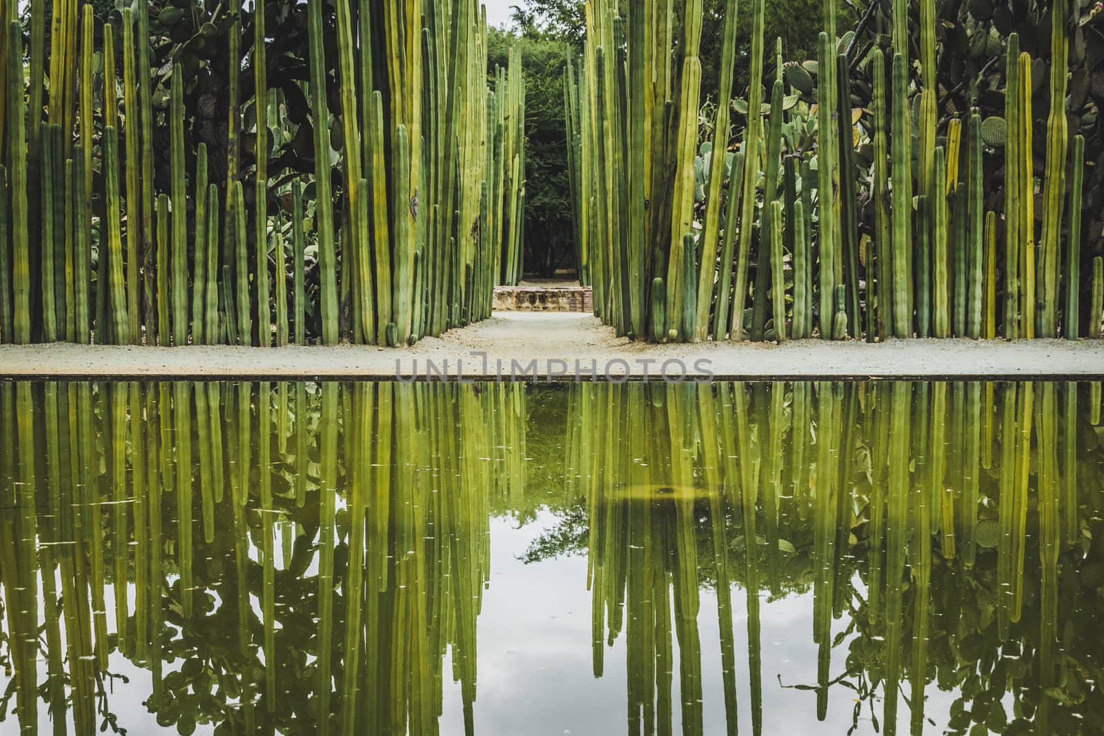 Oaxaca, Oaxaca / Mexico - 21/7/2018: Detail of the Ethnobotanic garden in Oaxaca Mexico