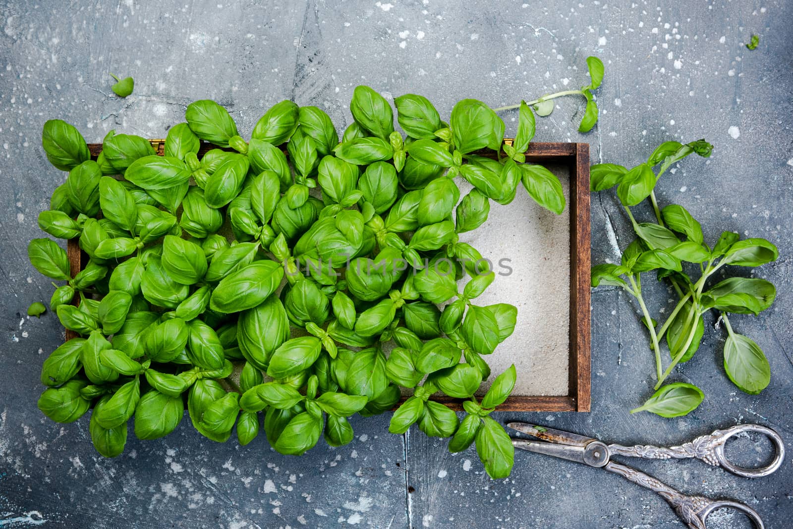 Fresh Basil Herb Grow in Kitchen Container. Clean Eating.