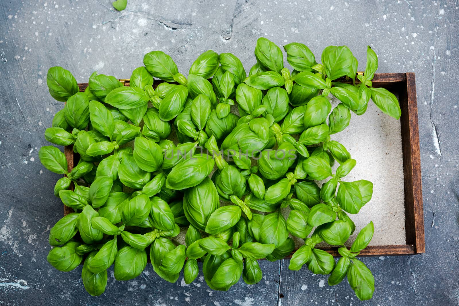 Fresh Basil Herb Grow in Kitchen Container. Clean Eating by merc67