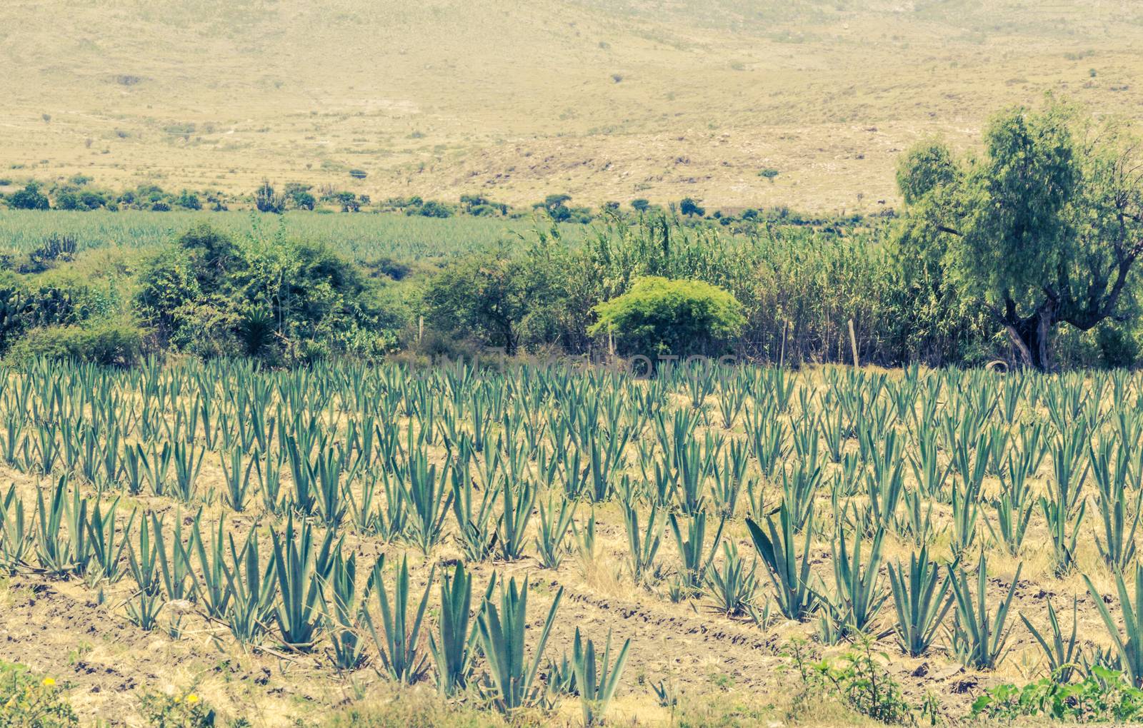 Photograph of a field with agave plants