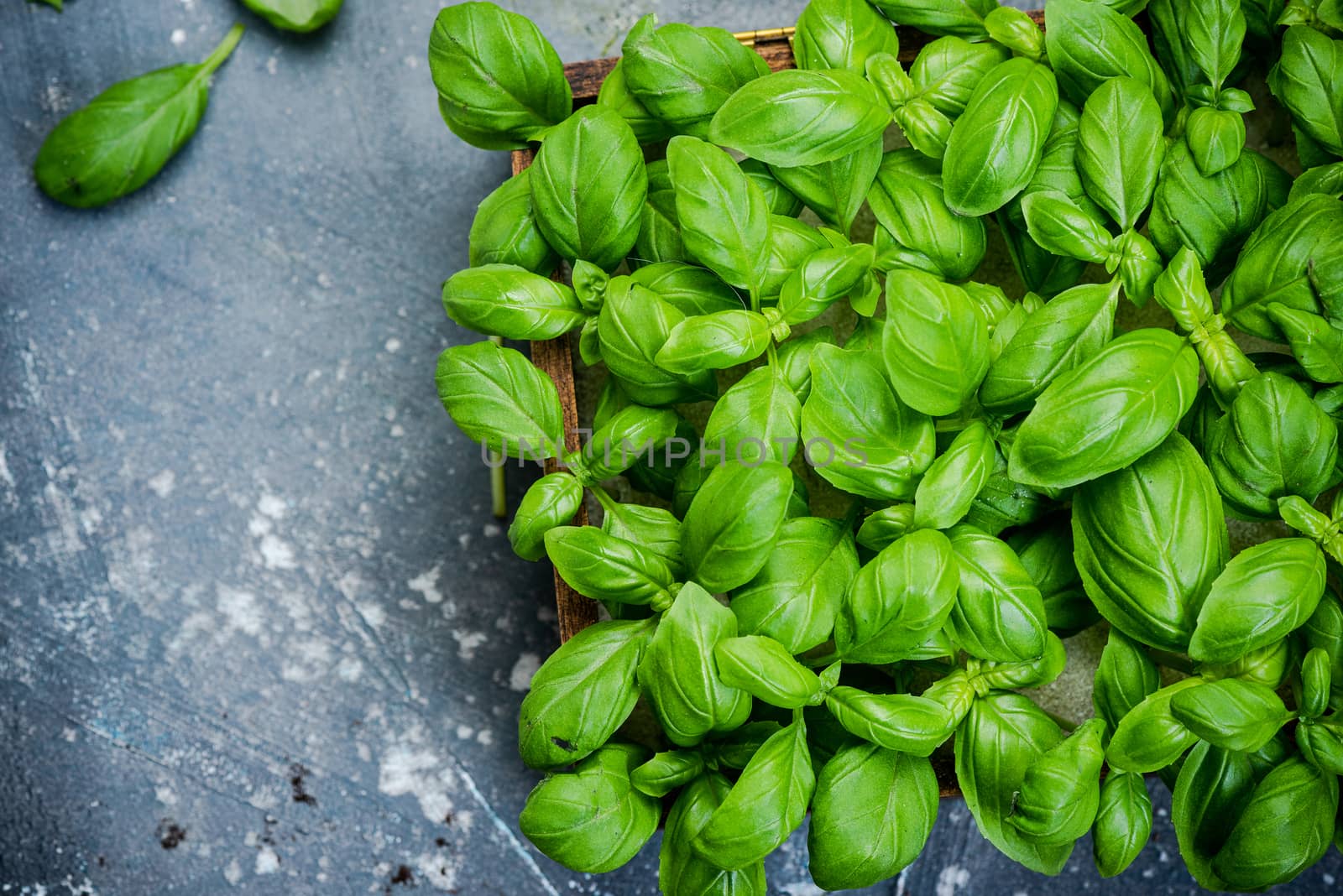 Growing fresh Basil Herb in Kitchen at Home by merc67