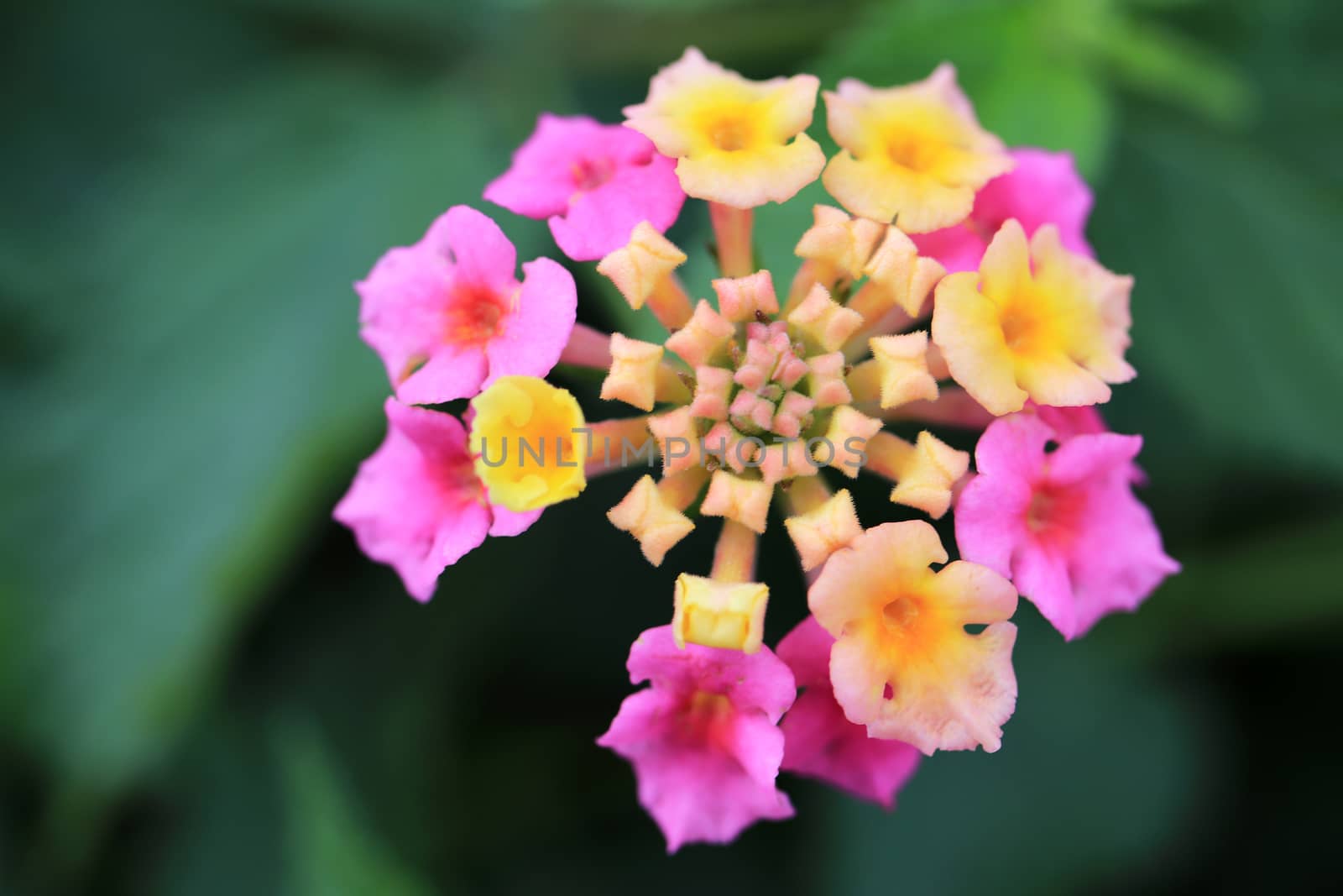 Yellow and pink flowers bouquet in one flower. by sanches812