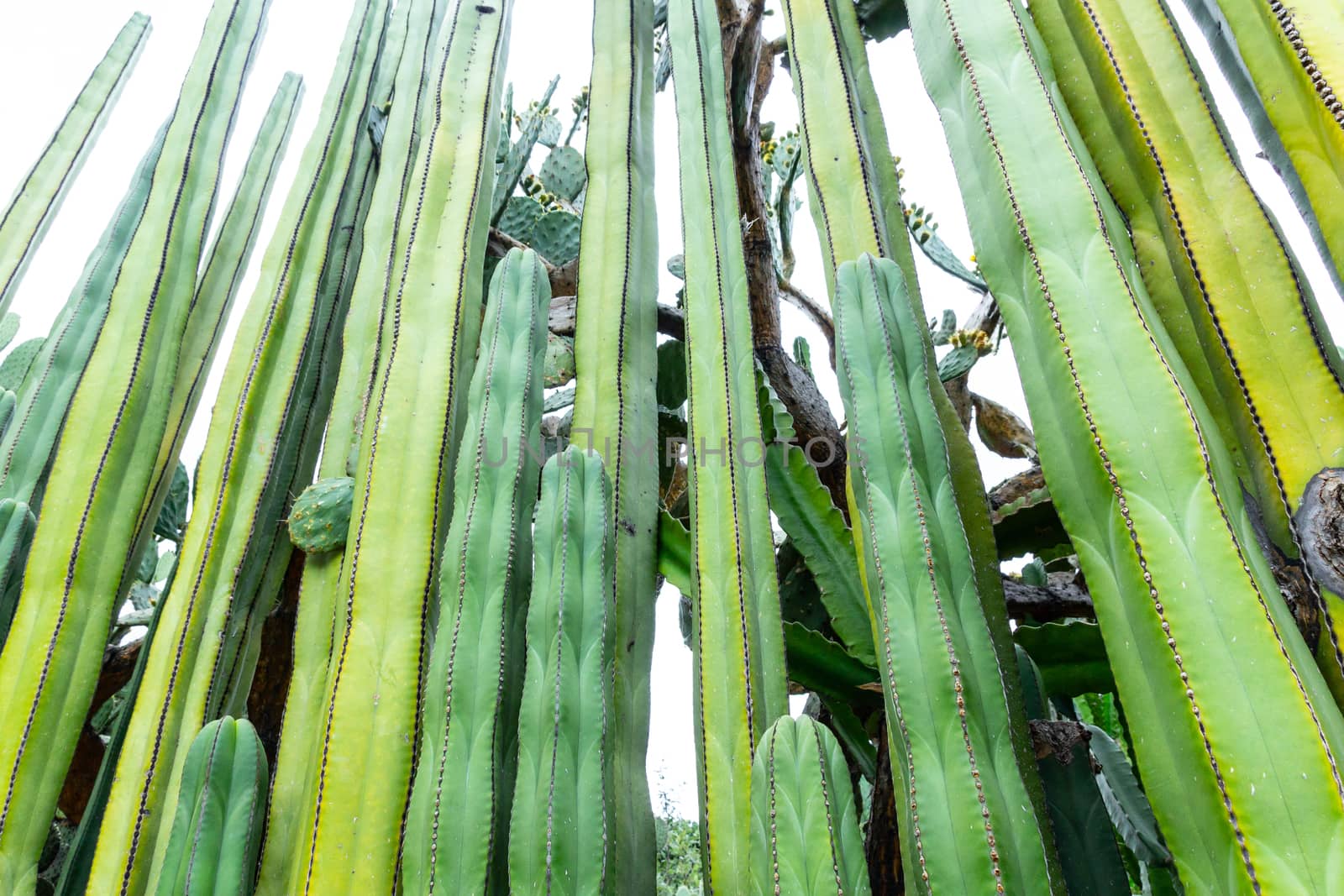 Detail photograph of some green cactus