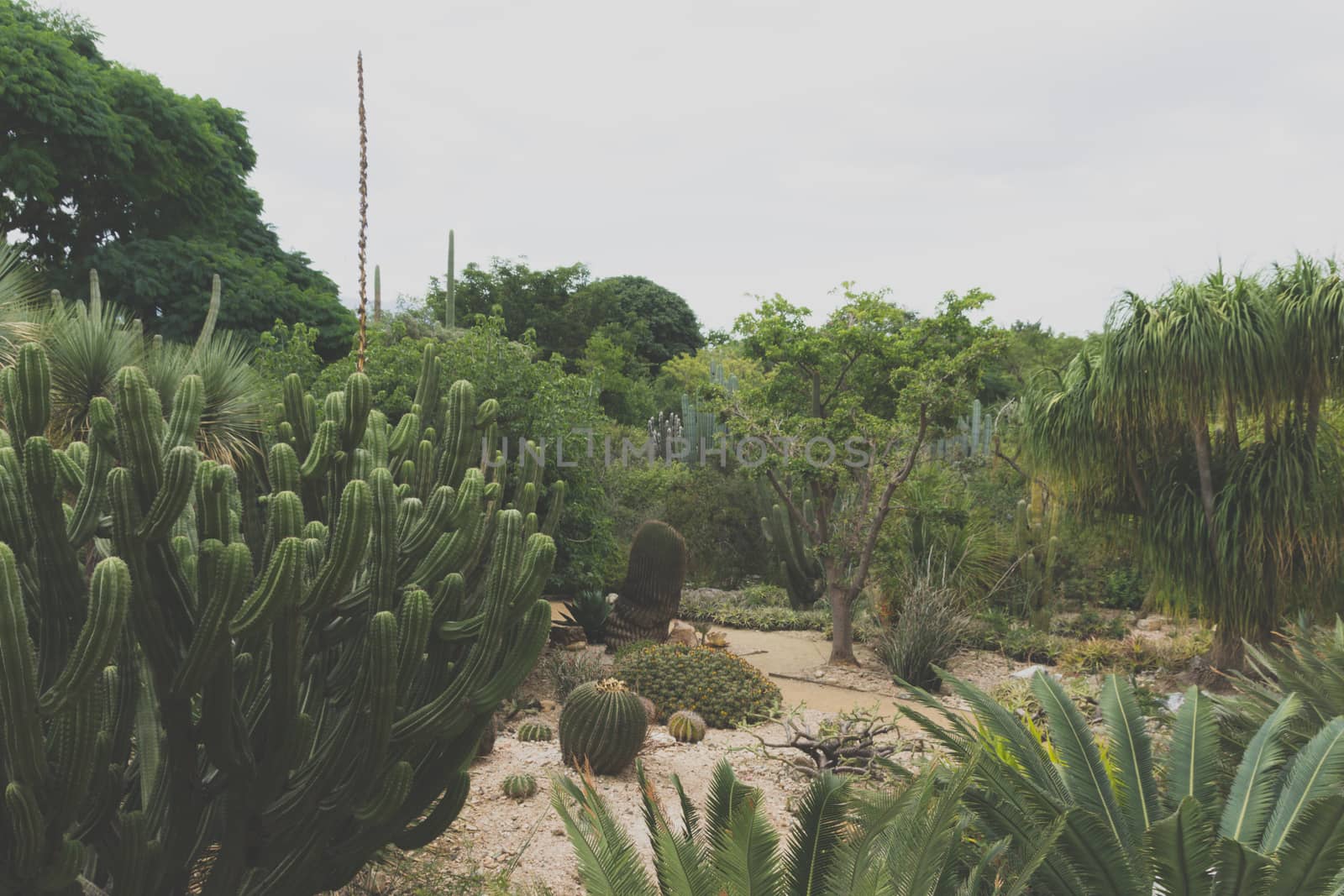 Oaxaca, Oaxaca / Mexico - 21/7/2018: Detail of the Ethnobotanic garden in Oaxaca Mexico