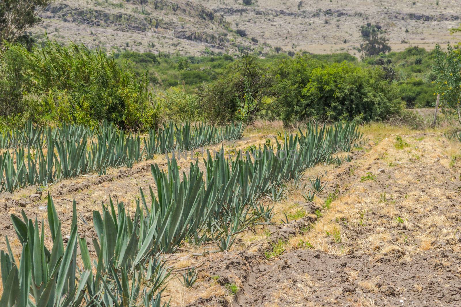Photograph of a field with agave plants