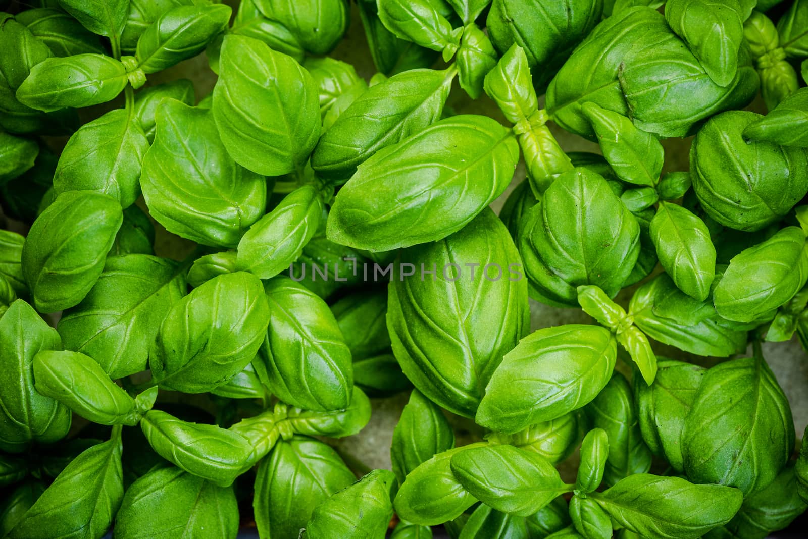 Fresh Basil Herb. Top Down Close Up View. Herb Leaves Texture Detail.