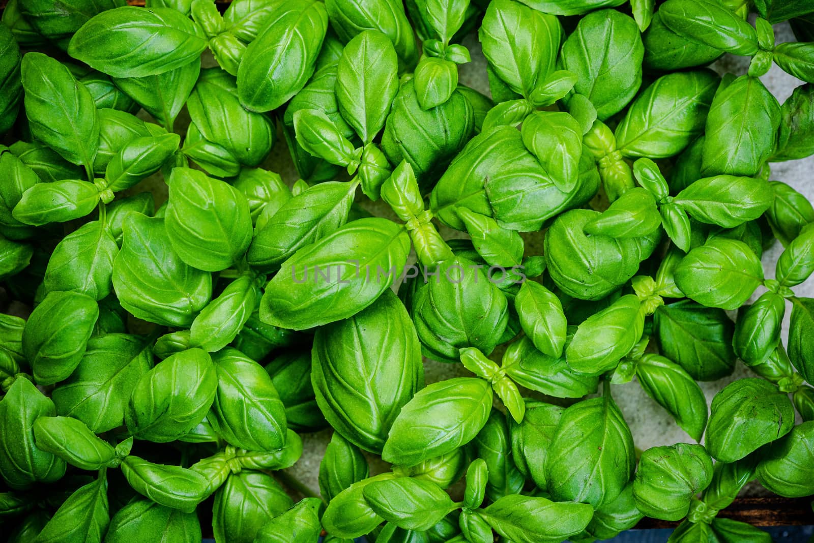 Fresh Basil Herb. Top Down Close Up View. Herb Leaves Texture Detail.