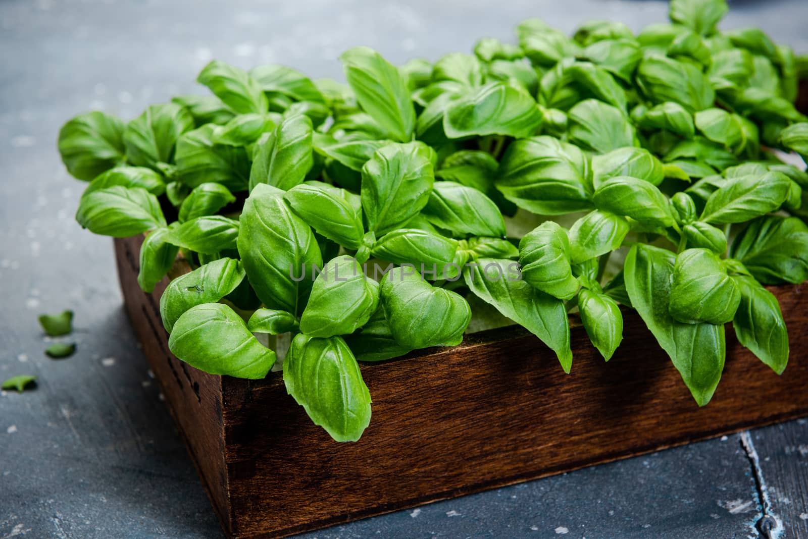 Growing fresh Basil Herb in Kitchen at Home.
