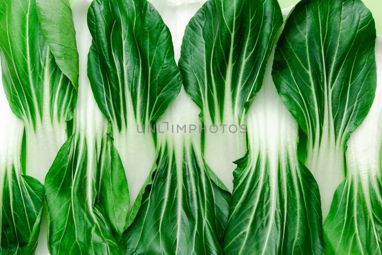 Natural Green Pattern. Close Up Green Vegetable Bok Choy Leaves Background.