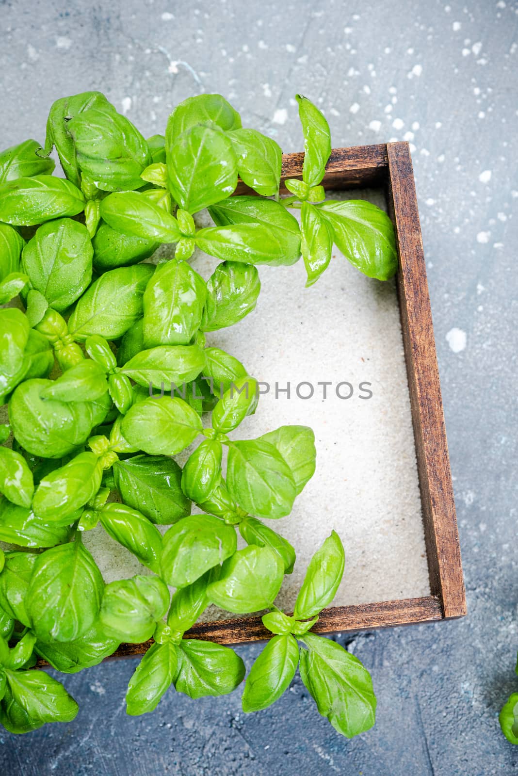 Fresh Basil Herb Grow in Kitchen Container. Clean Eating.